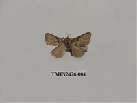 藏品(垂帶刺蛾)的圖片